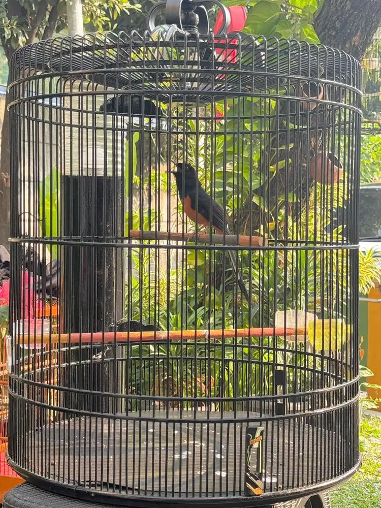 Murai Batu gacor