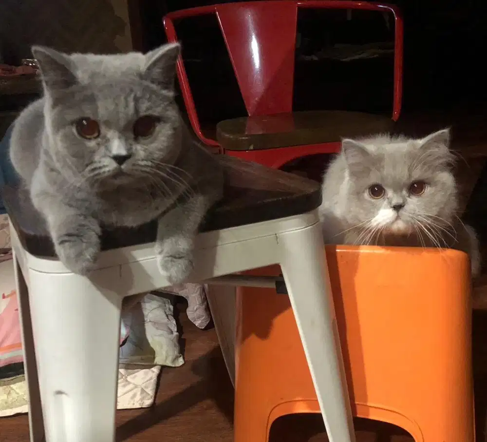Kucing british shorthair - kucing bsh