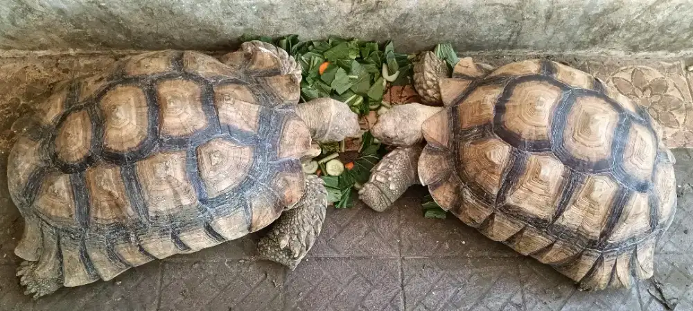 Adop Kura Kura Sulcata