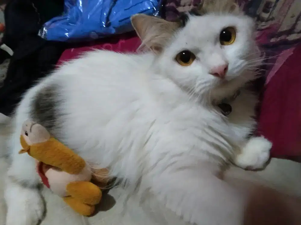 kucing persia bulu putih