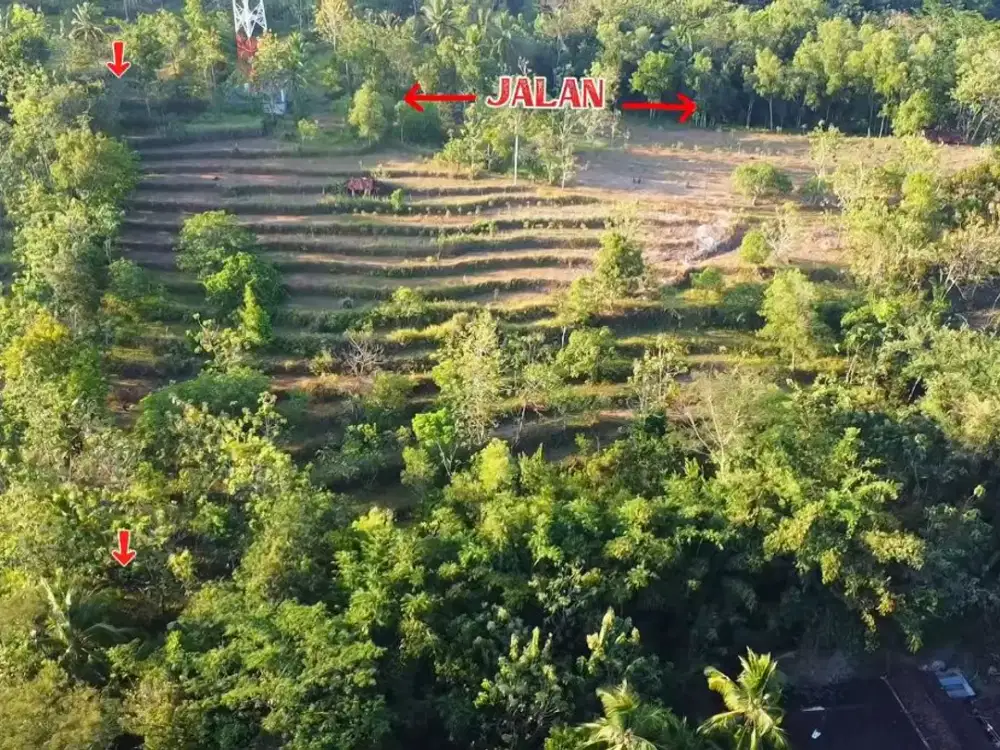 Tanah Perkebunan SHM Tegal
