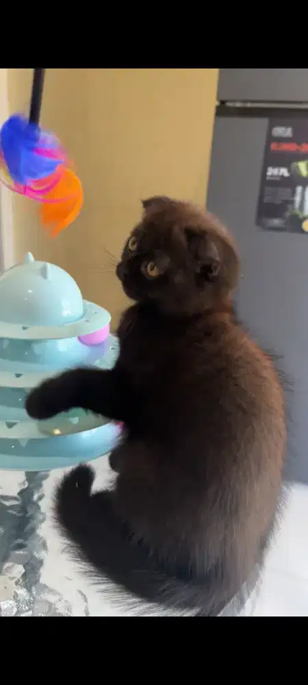 Lepas Adopt Cepat Kitten BSH Fold Chocobalck