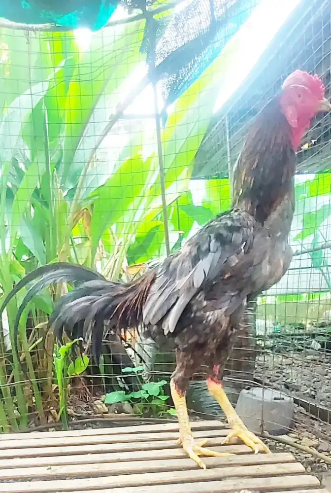 Ayam BK mix Pama buat Pacek