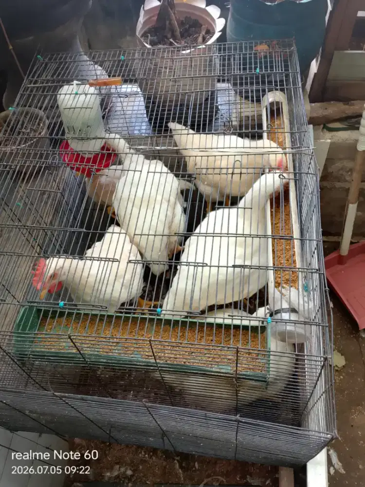 Ayam potong 6 ekor