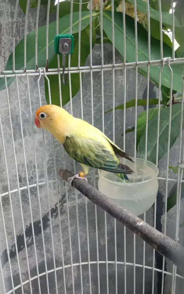 Lovebird love bird Biola PB
