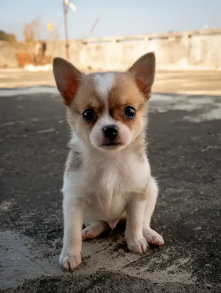 Minipom jantan no stb