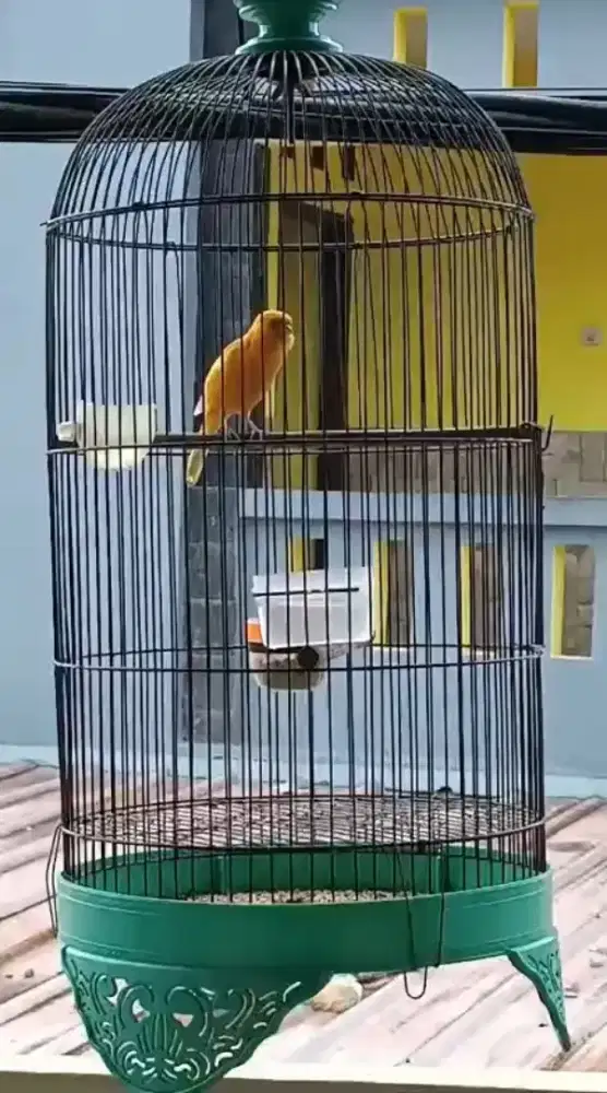 Burung Kenari Super Gacor