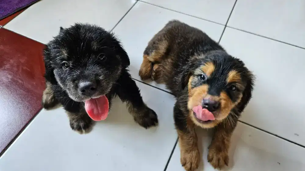 Black Retriever