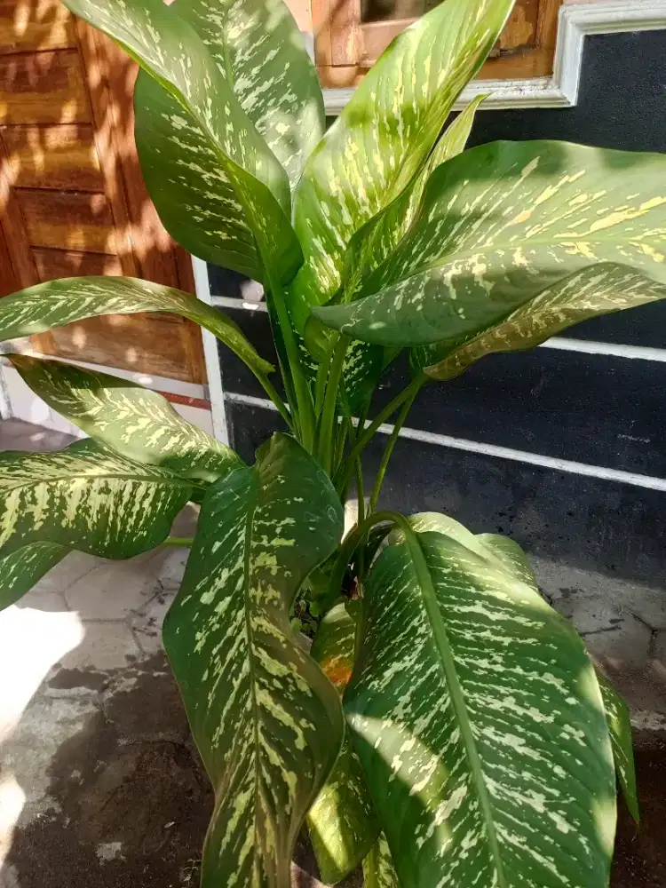 Tanaman Sri rejeki