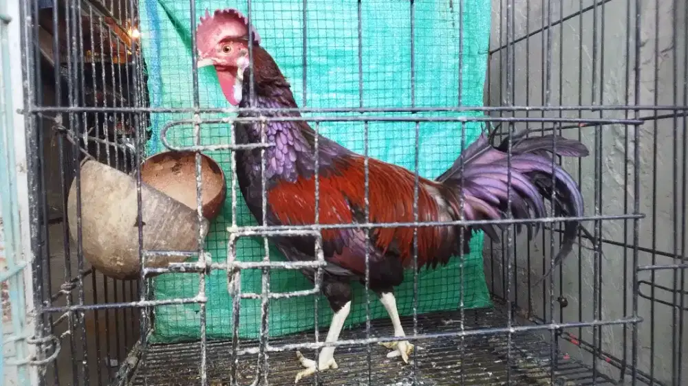 Ayam bekisar merah gacor
