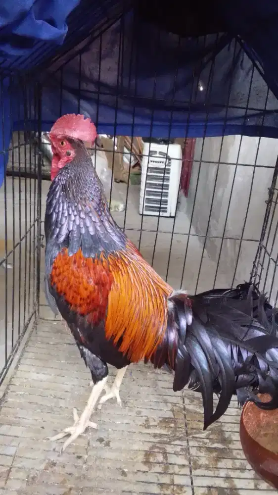 Ayam bekisar merah gacor