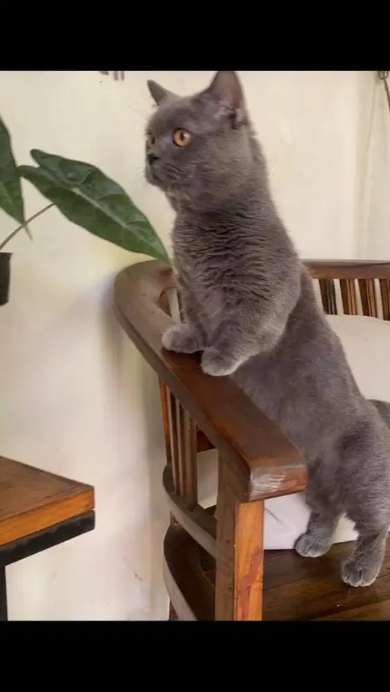 Jasa pacak kucing bsh munchkin