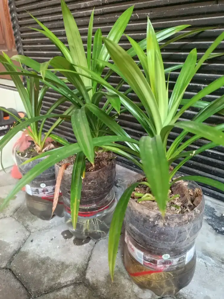 Daun pandan wangi