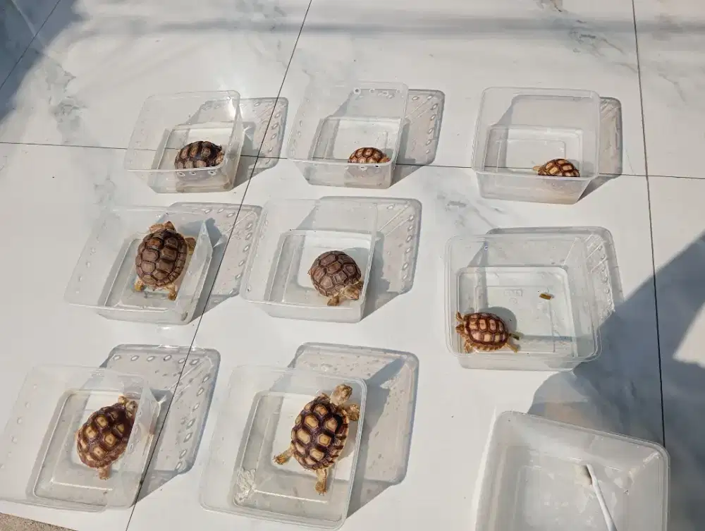 KURA KURA SULCATA