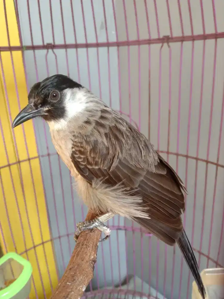 Burung kutilang Gacor