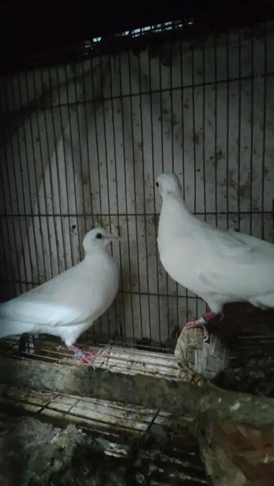 Burung Derkuku putih sepasang siapan