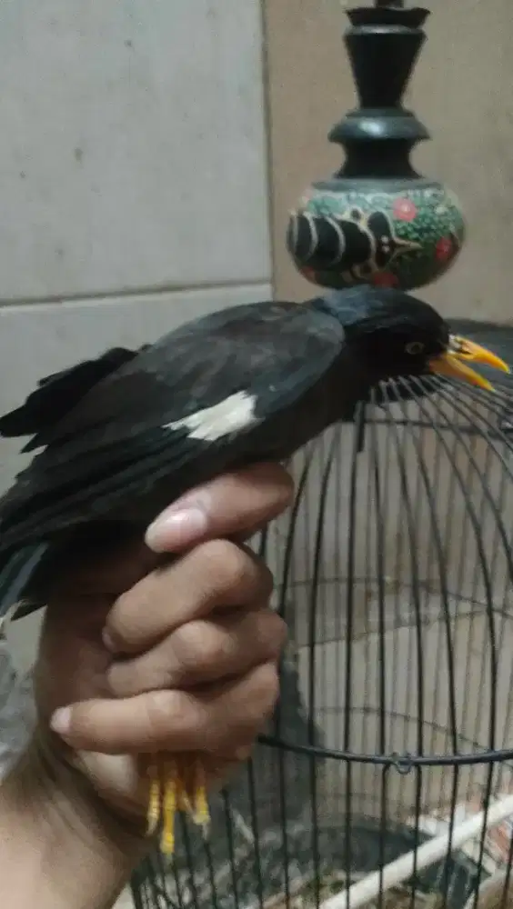 Burung jalak kebo