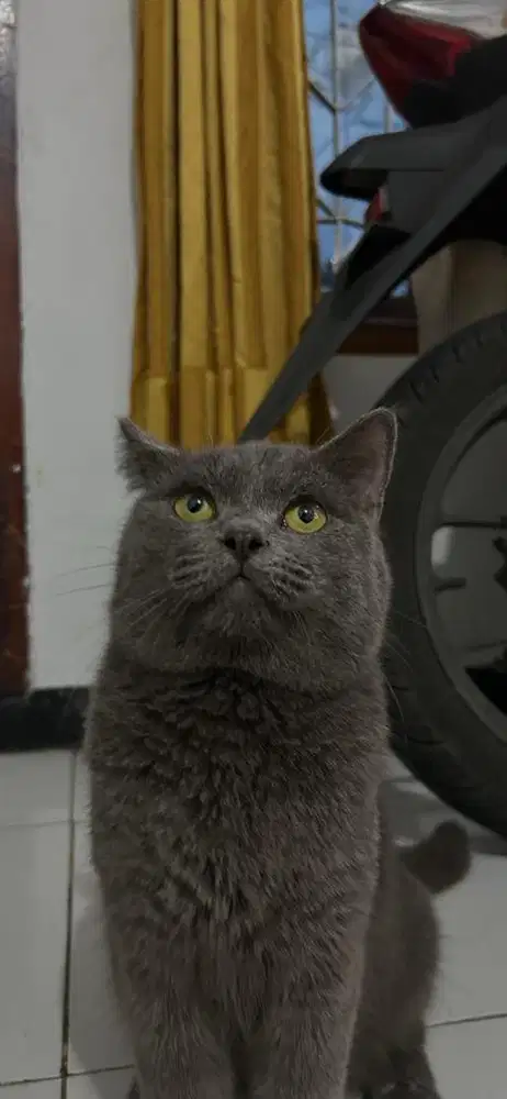 British short hair jantan siap kawin