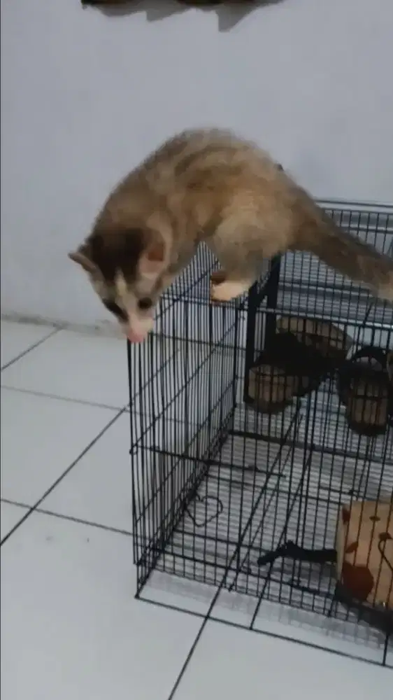 Musang pandan platmoz