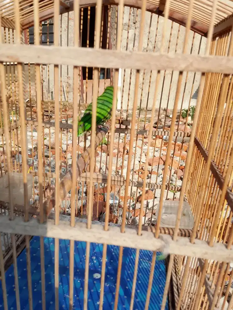 Di jual burung kebon tt ajukan