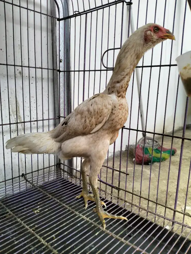 Ayam derean PLUCKER X PACHOY