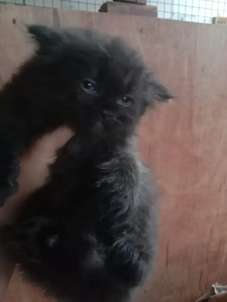 Lepas adopt kitten persia
