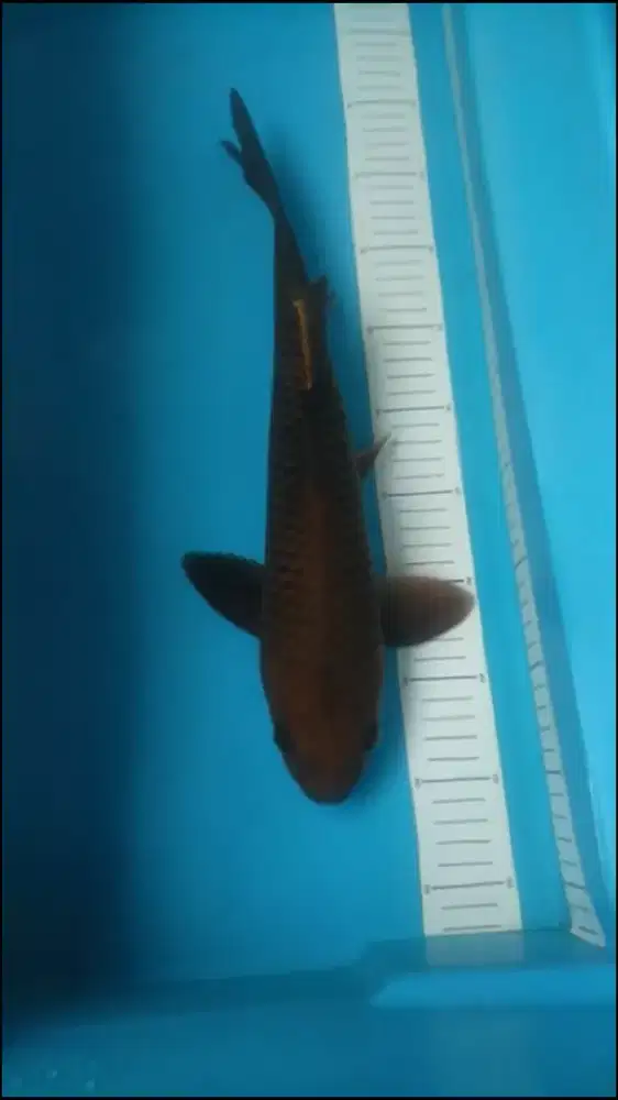 Ikan koi lokal Chagoi tembaga 39cm Jantan