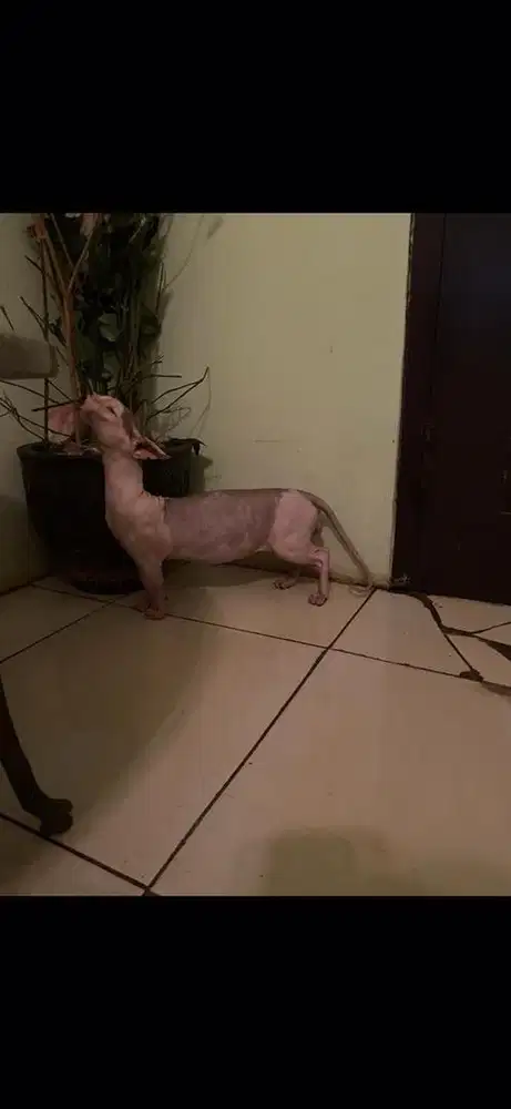 Kucing sphynx bambino hairless