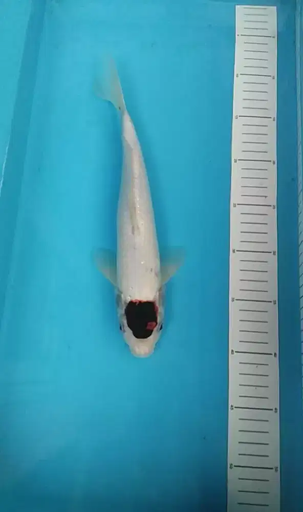 Ikan koi lokal Tancho Goromo 32