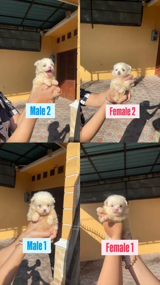Puppy bichon mix pom