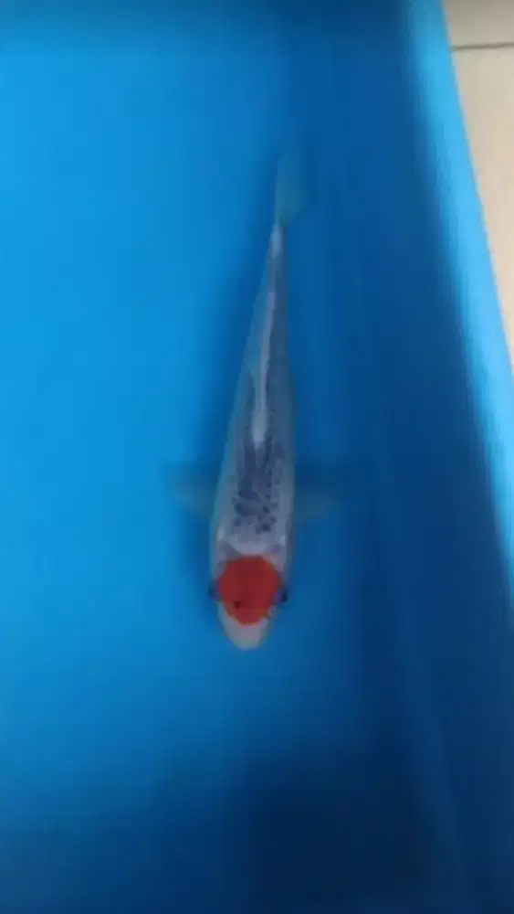 Ikan koi lokal Tanco Gosihiki 28cm