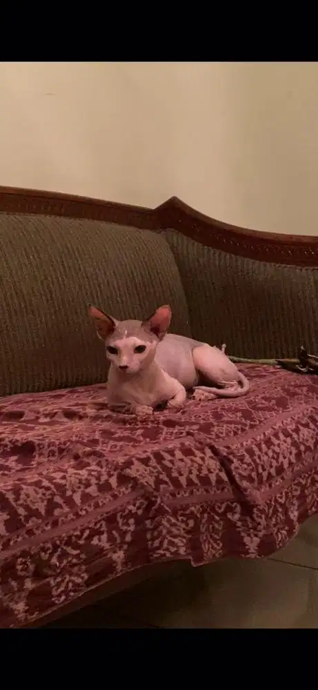 Kucing sphynx bambino hairless
