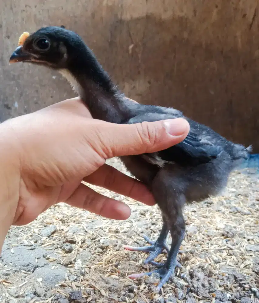 AYAM PELUNG 4 EKOR
