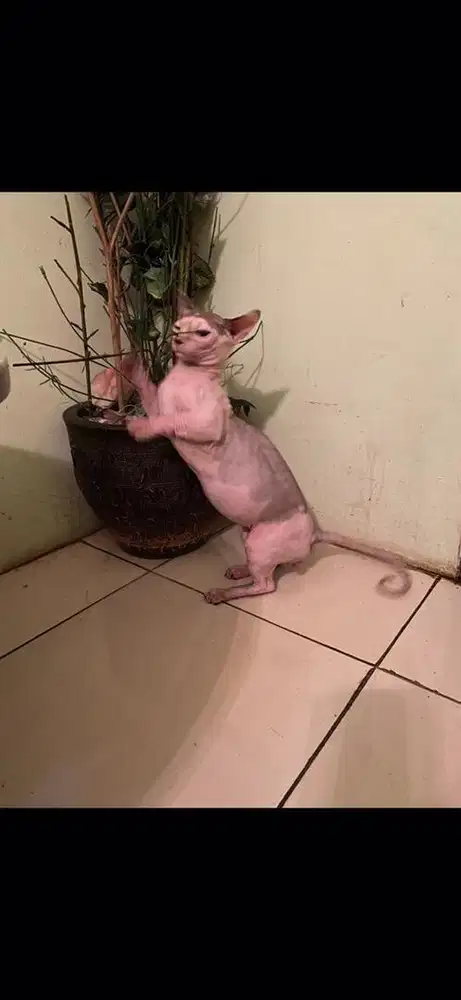 Kucing sphynx bambino hairless