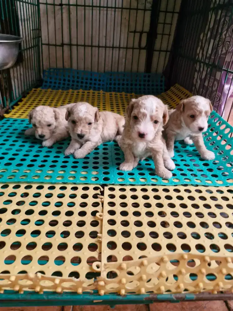 Poodle fawn party white