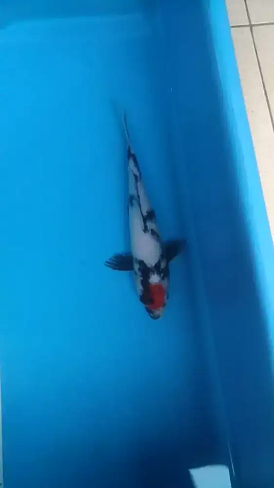 Ikan koi lokal Tanco Showa 27cm