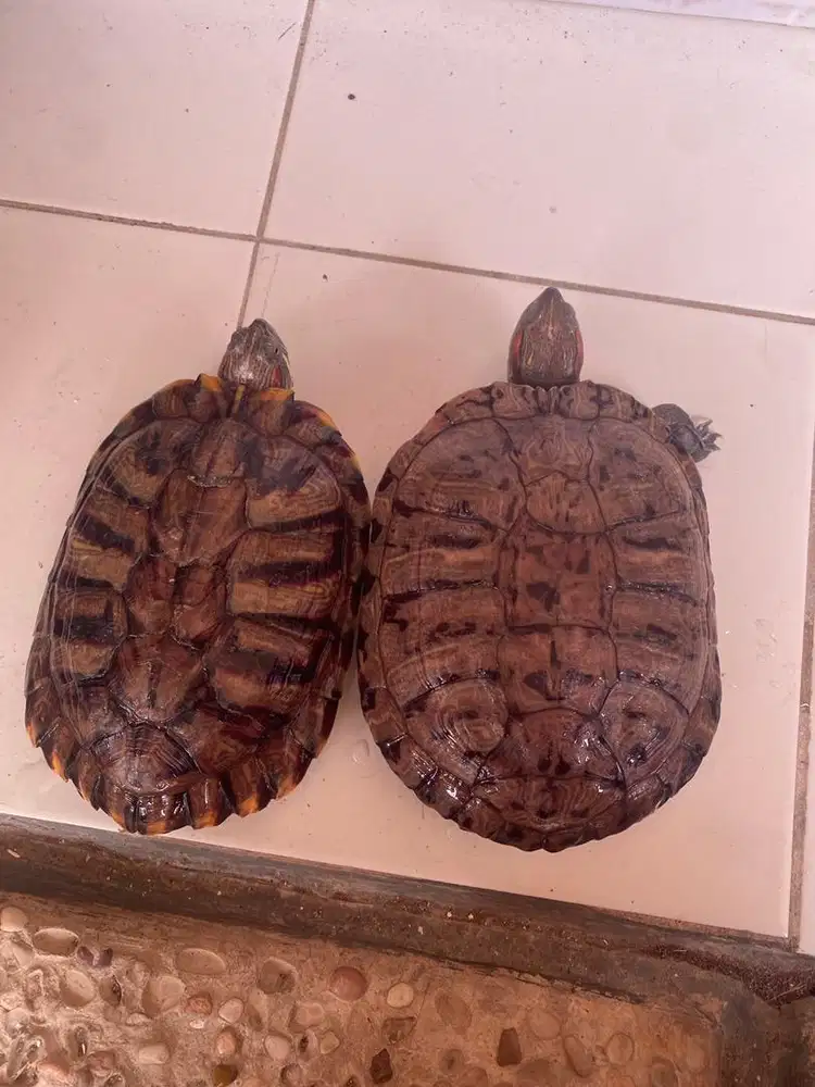 Kura kura sepasang