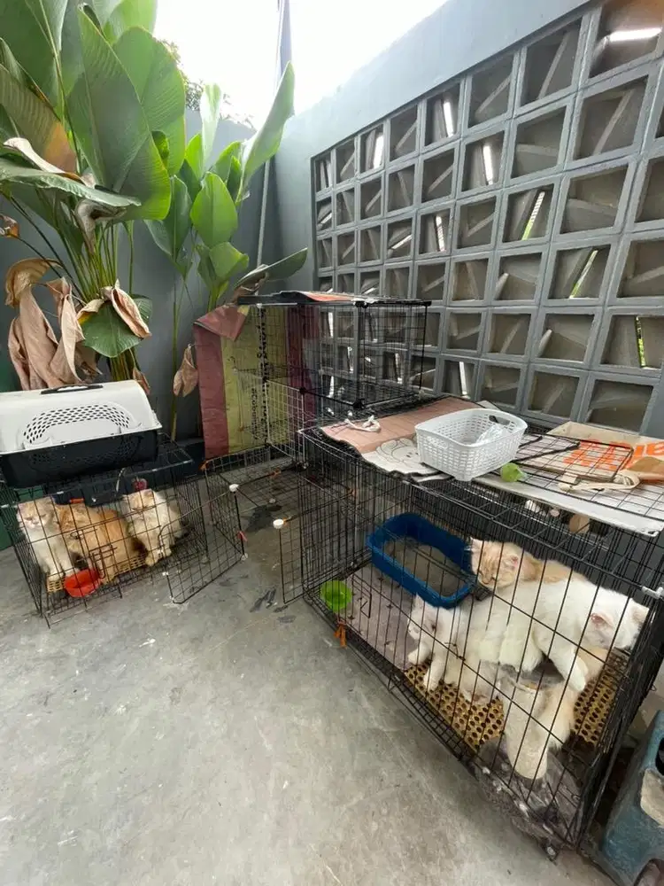 Kucing Persia Medium