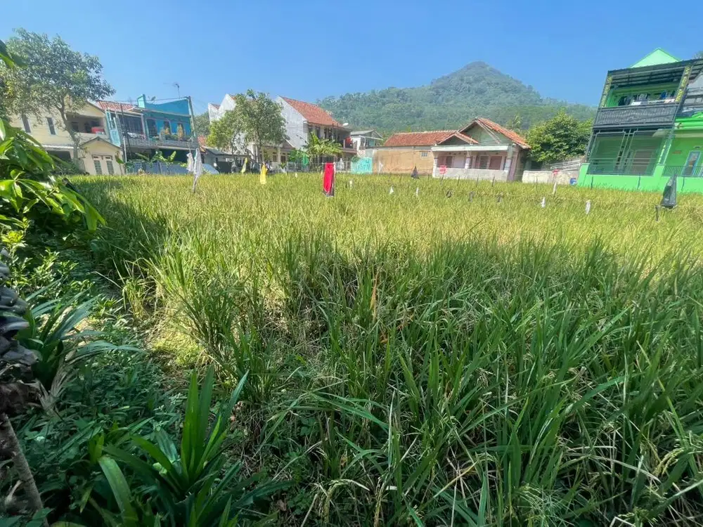 Dijual Tanah Sawah Tanpa Perantara