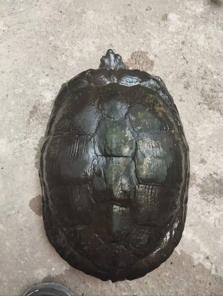 KURA KURA BRAZIL BETINA DEWASA