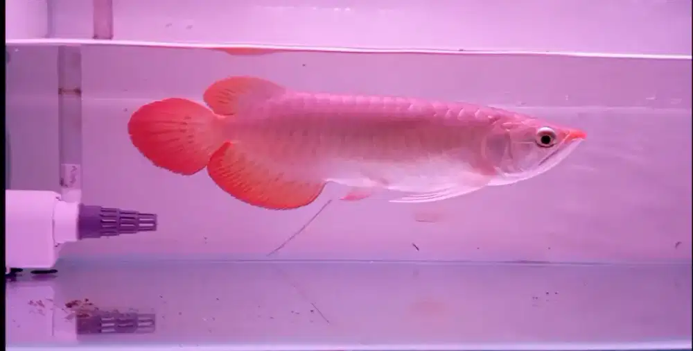Arwana super red 26 cm