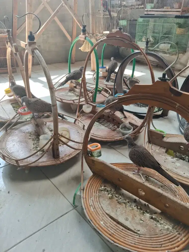 Tekukur pikat + sangkar layang