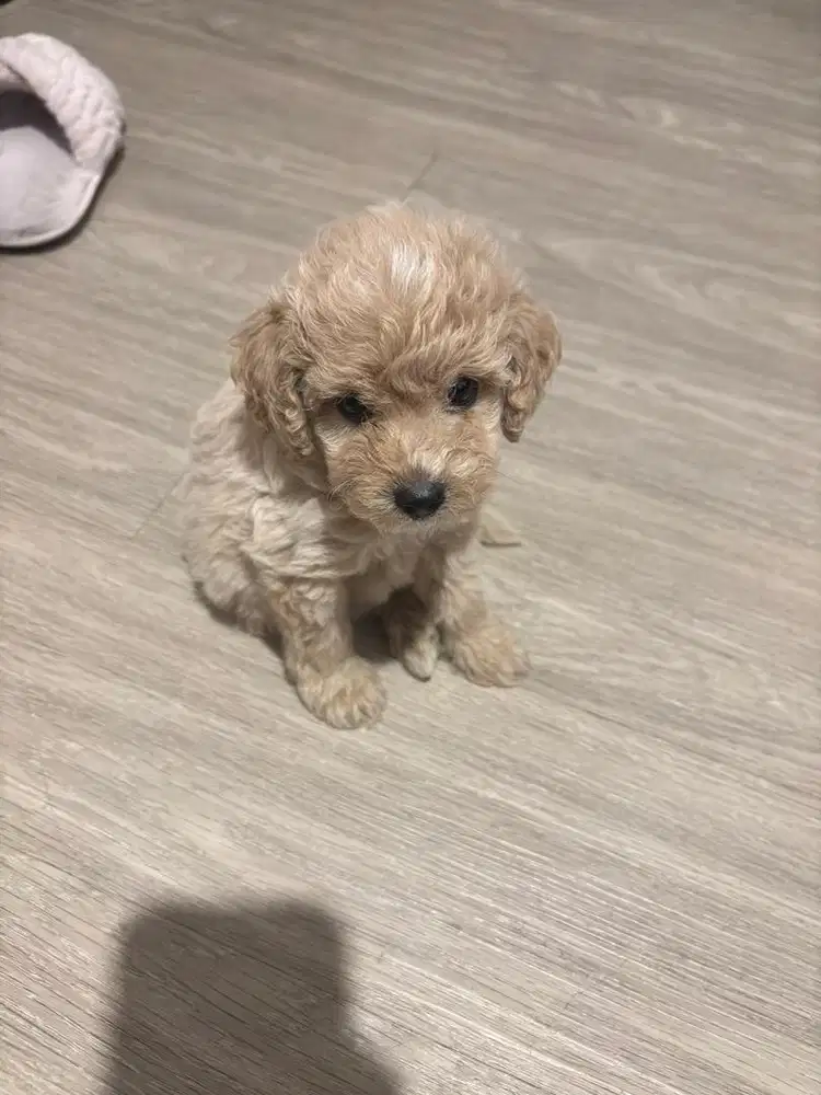 Anjing Poodle Apricot Jantan