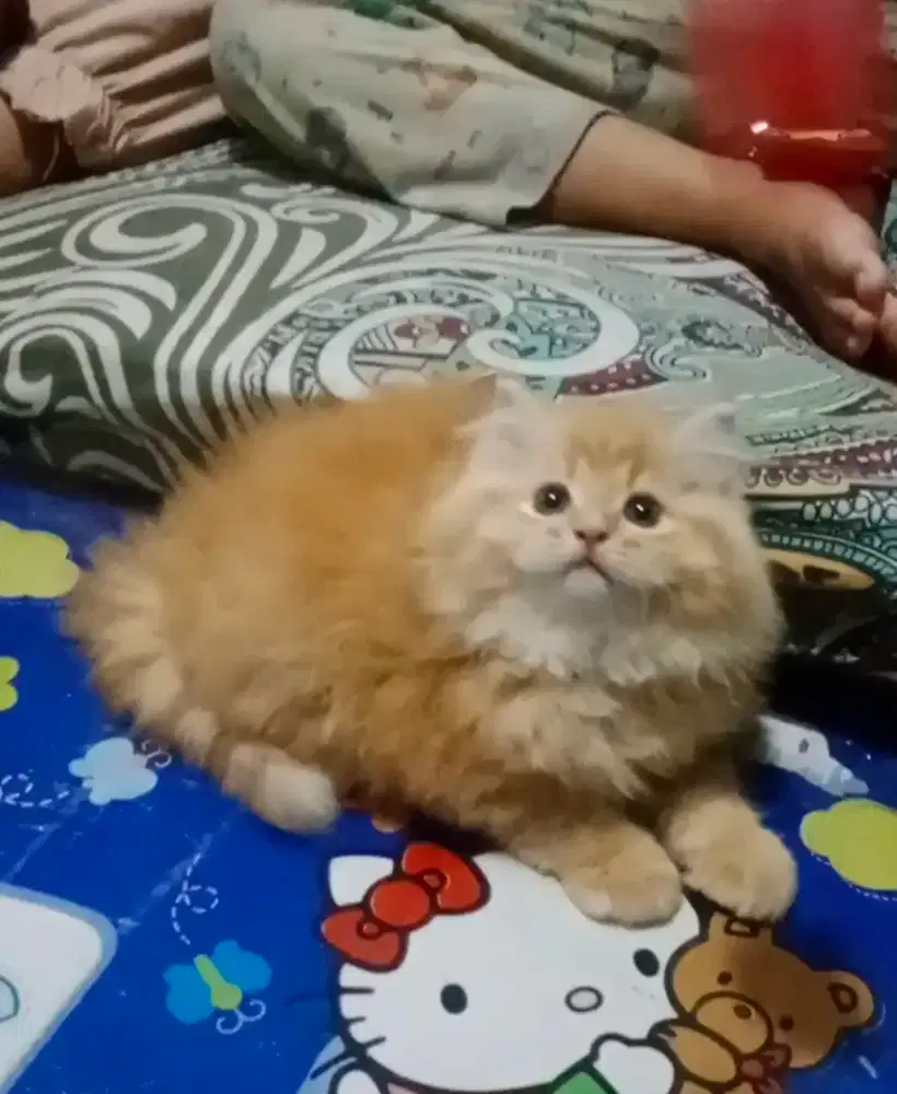 Kucing Persia Flatnose Jantan