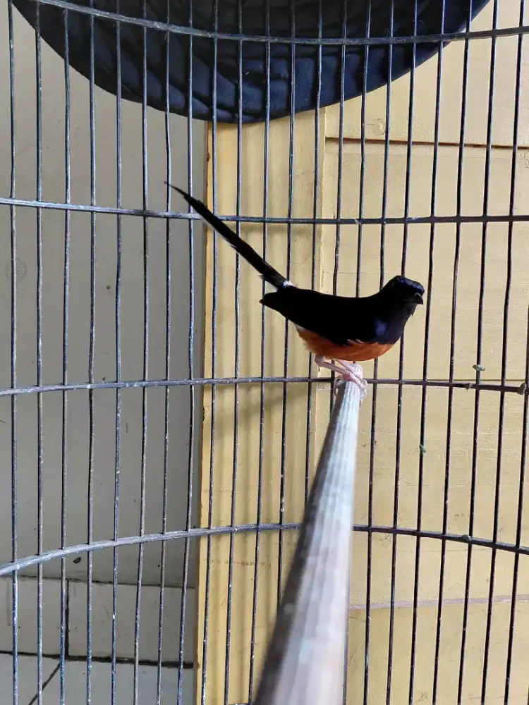 Burung murai murah isian