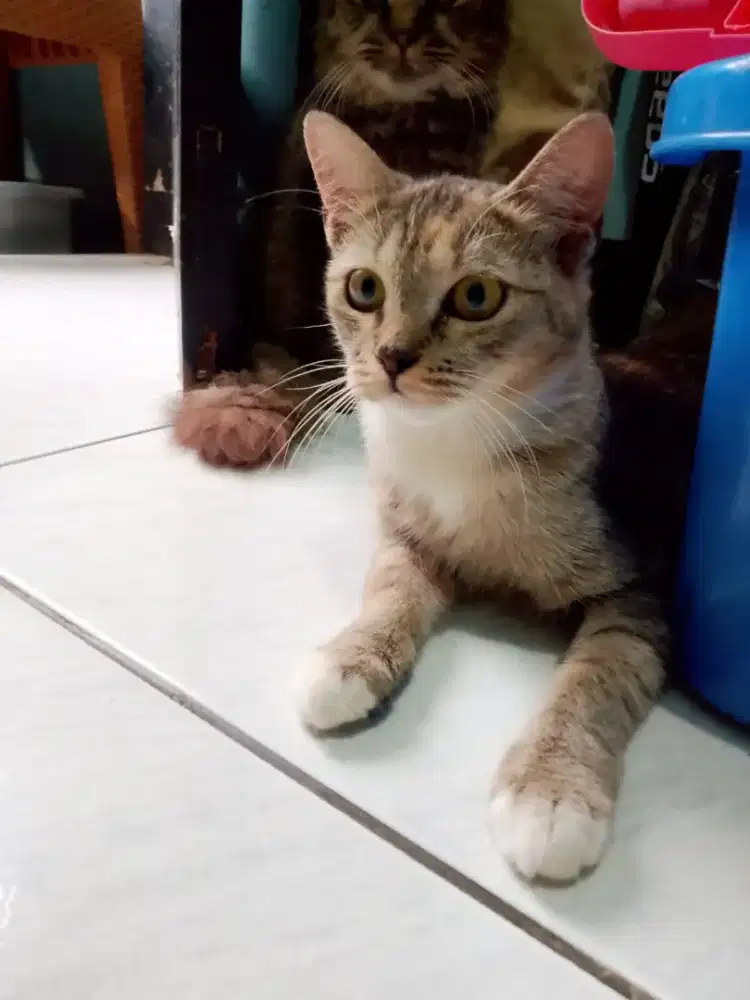 Free adopt kitten