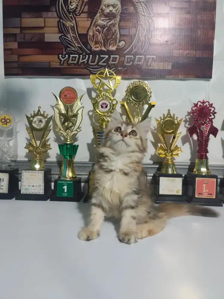 Kitten MaineCoon