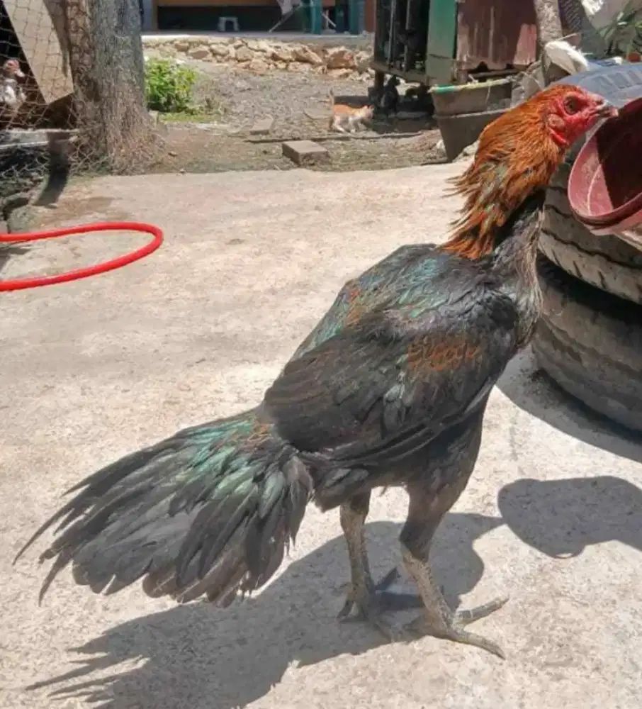 Ayam betina ekor lidi super
