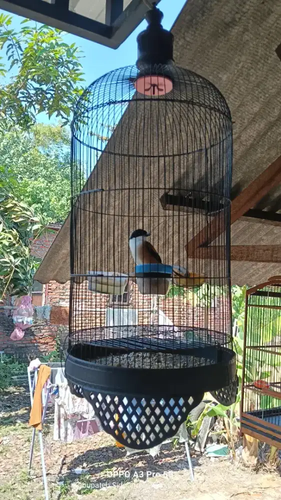 Burung cendet baru ganti bulu