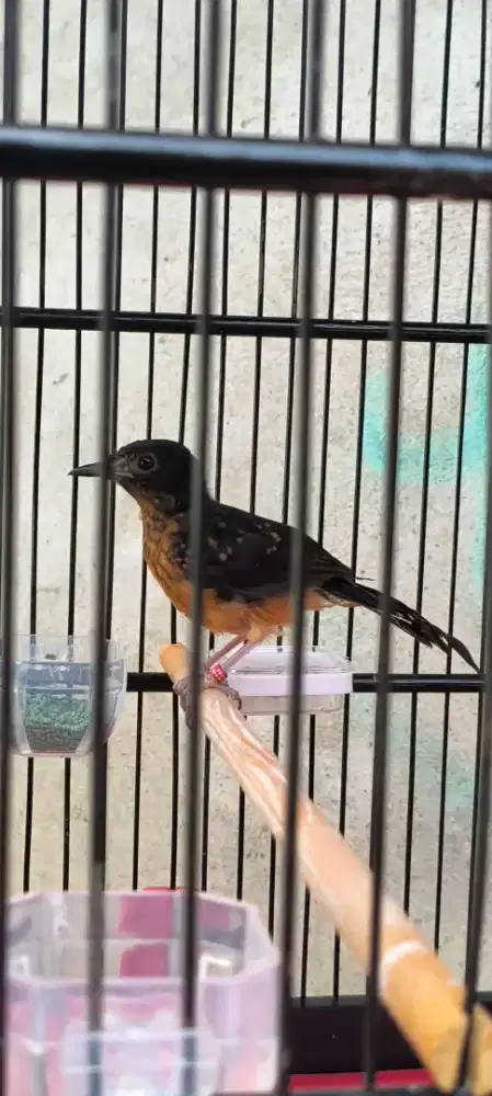 Trotol ekor hitam jantan